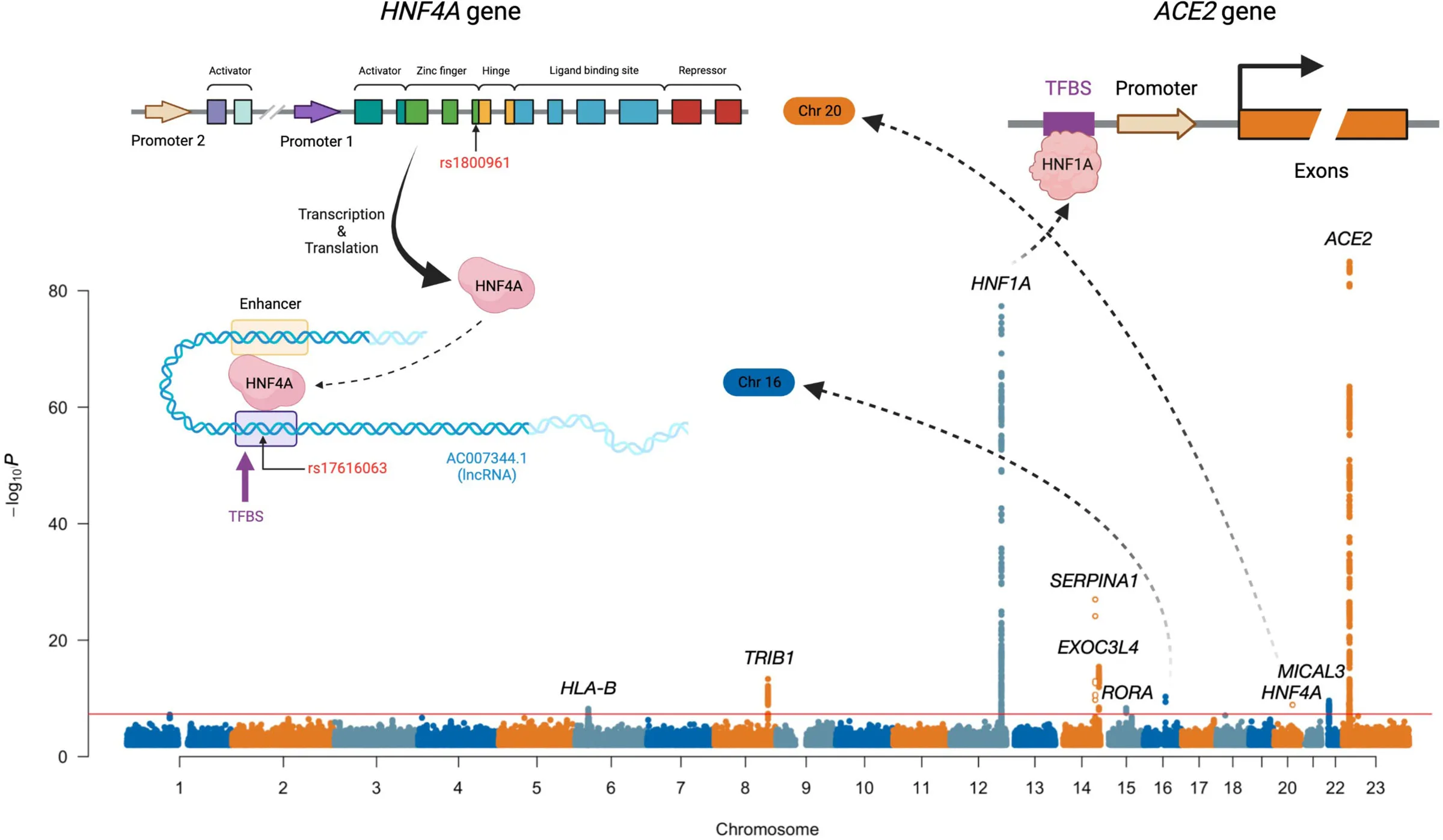 Map of ACE2 Protein, email us at viking@ed.ac.uk for an accessible description of the map