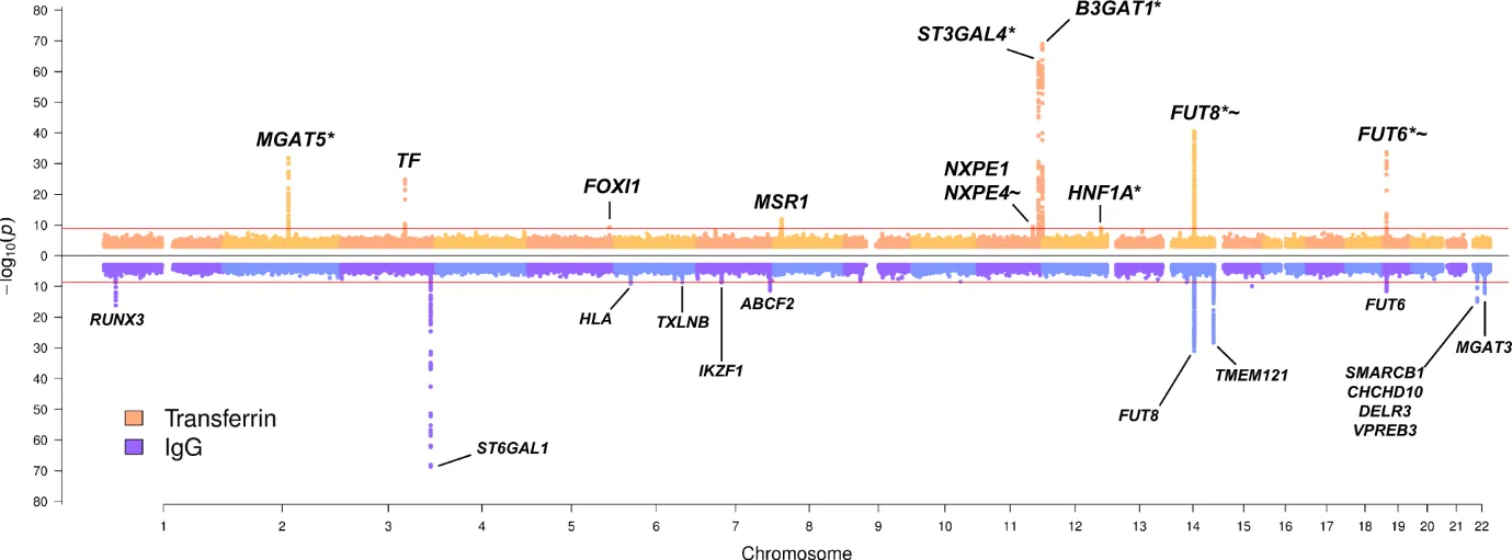 Graph showing the key enzymes involved in glycosylation or IgG and Transferrin, as described in main text