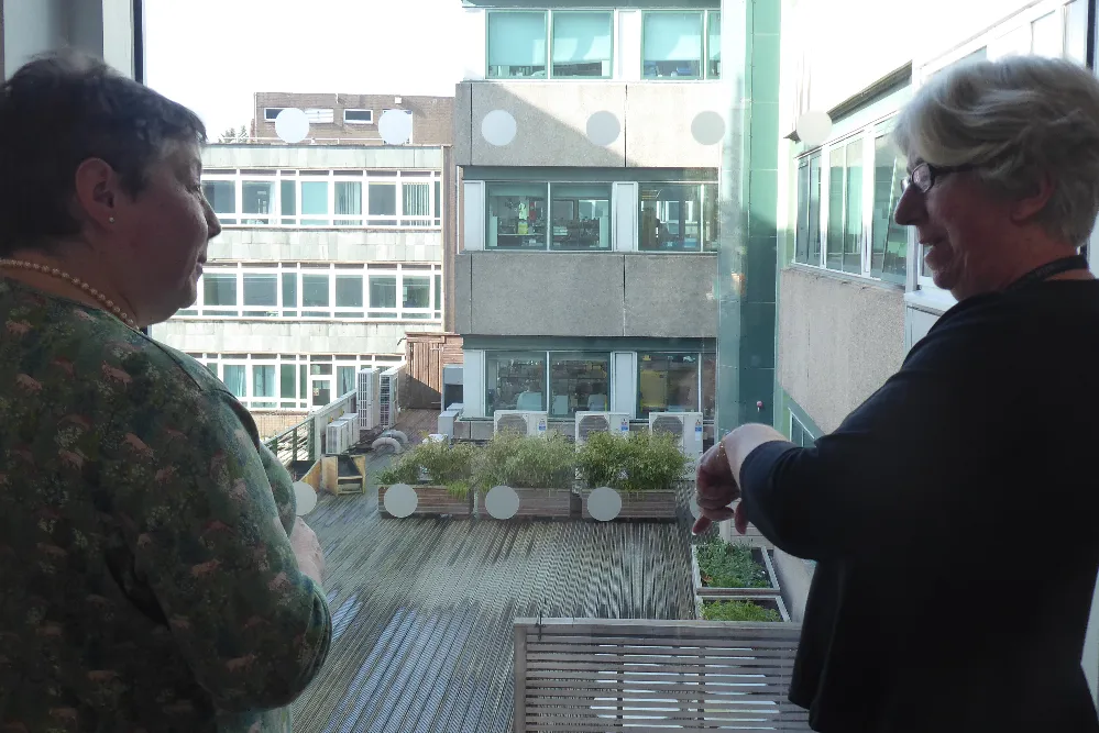 VIKING volunteer looks over garden