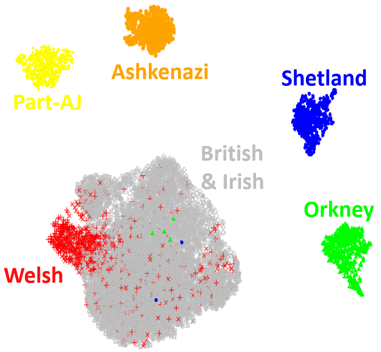 Distinctions among regional populations based uponUMAP projections of rare exonic variation