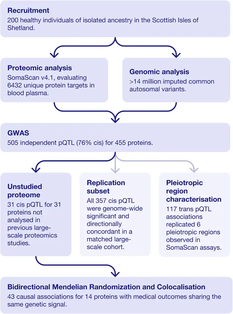 Study design flowchart depicting the key analyses performed