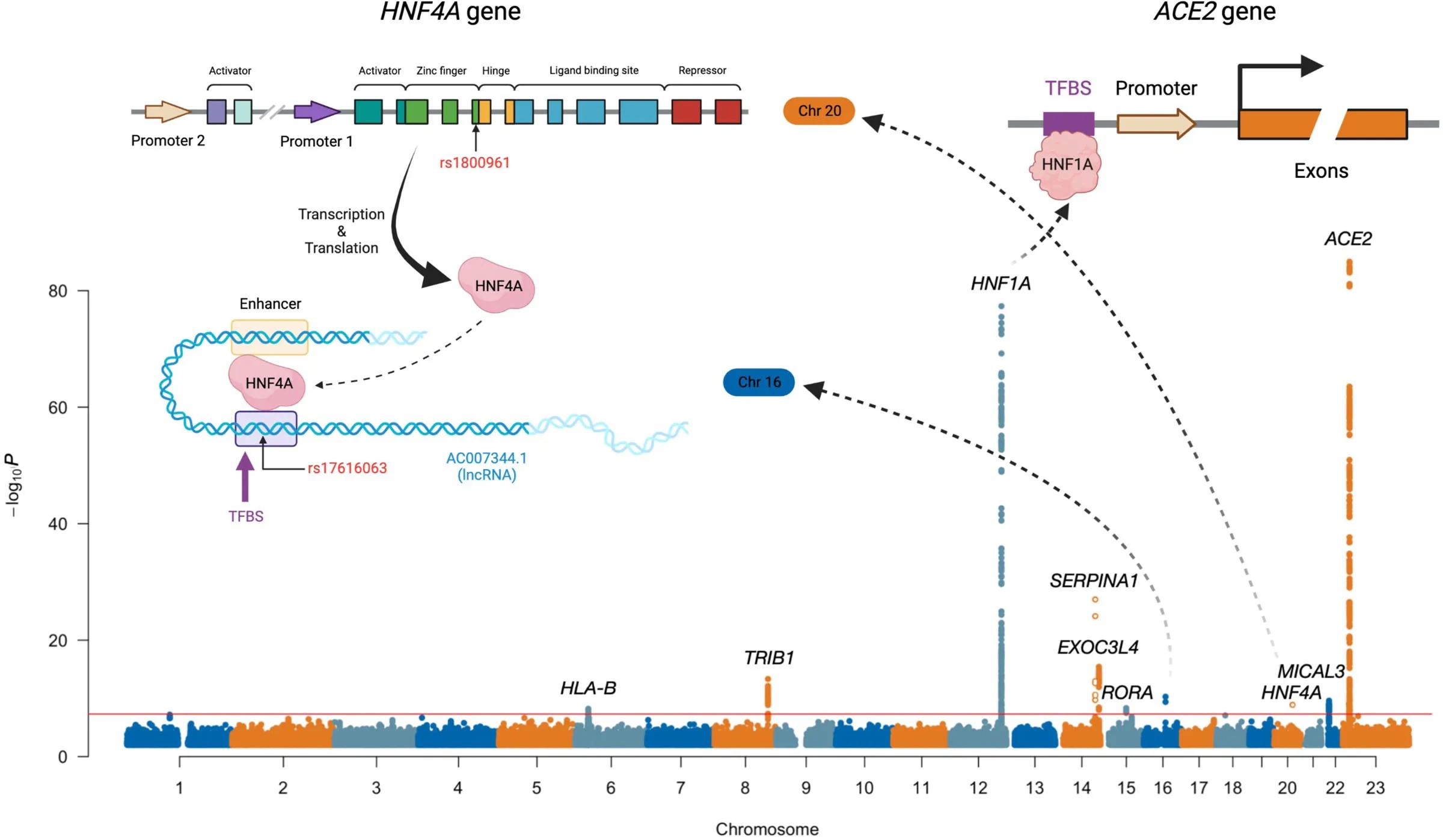Map of ACE2 Protein, email us at viking@ed.ac.uk for an accessible description of the map