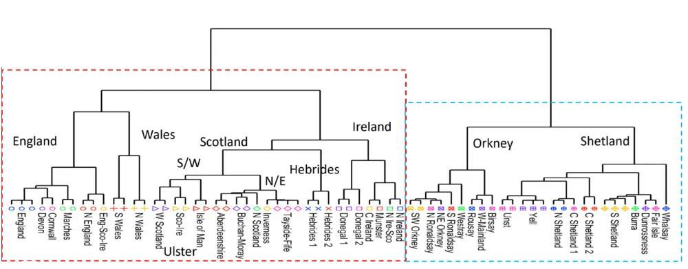 Genetic tree showing differentiation of Orkney, Shetland and Hebridean ancestry to mainlaind UK
