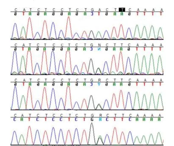 Viking Genes verification sequence traces