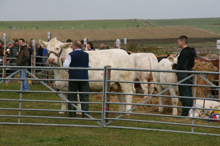 Farmers in Shetland showing their livestock